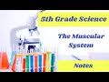Muscular System Functions and Structures