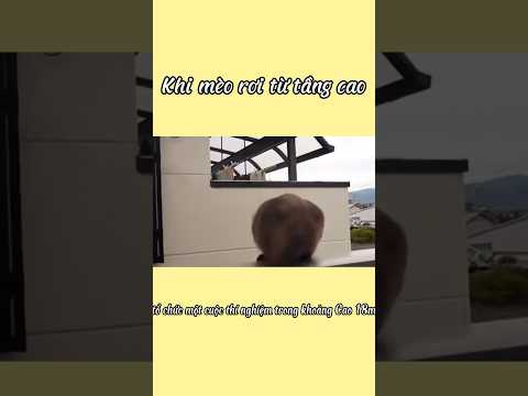 Thí nghiệm vui #meow #animals #cutecat #funny #cat #pets #funnyvideo #shorts
