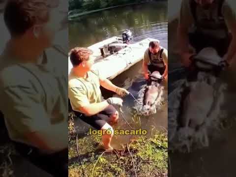 What secrets are inside the giant catfish's belly?#animals #Friendship #Us #fyp