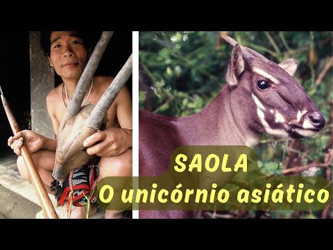 O RARÍSSIMO SAOLA! TAMBÉM CHAMADO DE UNICÓRNIO ASIÁTICO! UM DOS ANIMAIS MAIS AMEAÇADOS DO MUNDO!