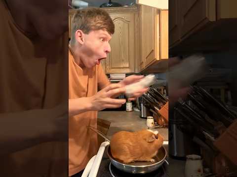DARN!! #funny #guineapig #shorts #cooking