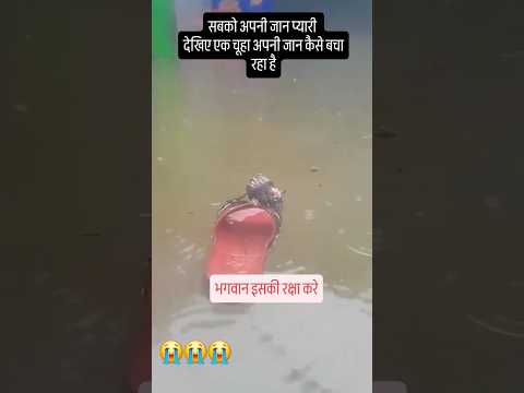 सबको अपनी जान प्यारी देखिए एक चूहा अपनी जान कैसे बचा रहा है😭 #viral #sad #shorts #life #s9 Gurjar