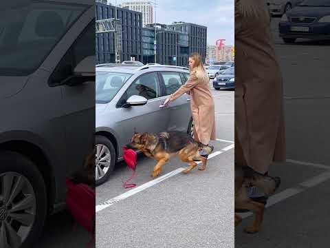 She Almost Drove Off Until the Dog Showed Her This #shorts #dog