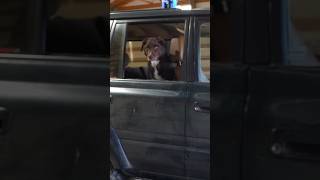 When my dog tried to back the Land Cruiser into the shop. Needless to say it was a disaster!