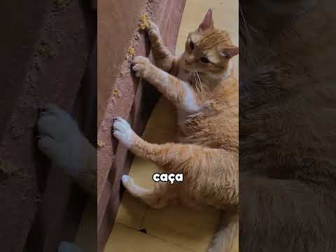 Por que Gato de Casa Precisa Cortar as Unhas?