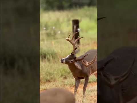 Why do deer break their horns? #shorts #shortsvideos