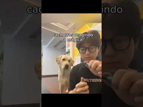Animais bem fofinhos 🐾❤️‍🩹