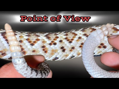 POV With 2 RATTLESNAKES!