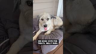 A Dog’s Thoughts On Fireworks Rescue Dog Asher RogerKingBits
