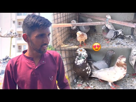 6 Naye Kabootar Pakda🥳