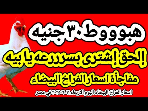 اسعار الفراخ البيضاء اليوم/ سعر الفراخ البيضاء اليوم الاربعاء ١١-٦-٢٠٢٥ في مصر جمله وقطاعي