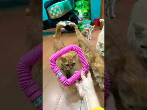 Cute corgi action 🤣🤲 #cat #trending #cute #kucinglucu #viral