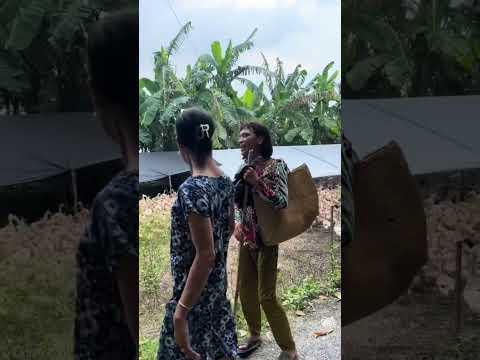 Chăn vịt ( tũn cúi bắp )