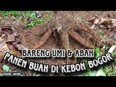 Depok Tenjolaya Bogor Panen Pisang Tanduk, Jambu Kristal, Singkong