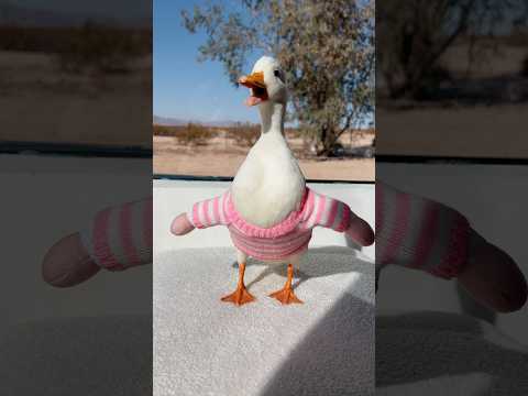APT #shorts #petduck