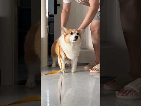 #dog #corgi #mypet