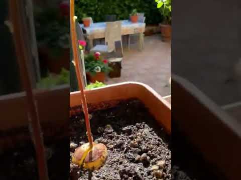Pianta di avocado: consigli utili🌱🥑
