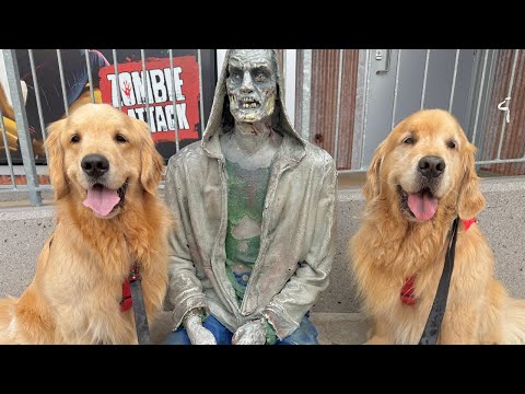 Sterling And Colin Go To Niagara Falls