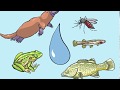 Understanding Environmental DNA Concepts