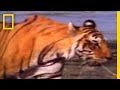 Tiger Conservation and Photography Techniques