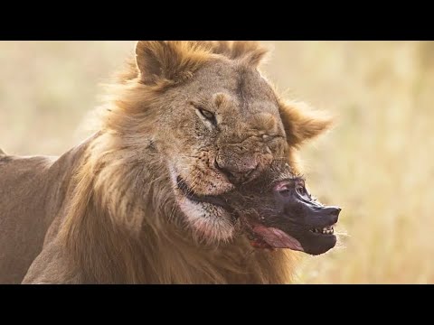 ¿Por qué los LEONES son Canibales  La OSCURA Verdad de los Leones