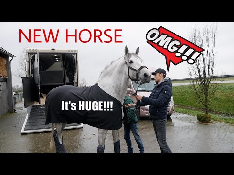 MY HUGE NEW STALLION ARRIVES