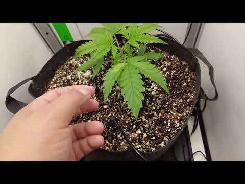 I Grew a Male Plant For Breeding Seeds