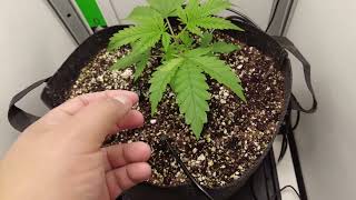I Grew a Male Plant For Breeding Seeds