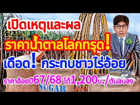 เปิดเหตุผล!ราคาน้ำตาลตลาดโลกดิ่ง!ภูมิรัฐศาสตร์โลกเดือดผลกระท