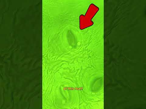 PROOF That Plants Breathe REAL-TIME - Under The Microscope 💨🌿