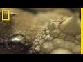 Thorny Devil Facts and Features