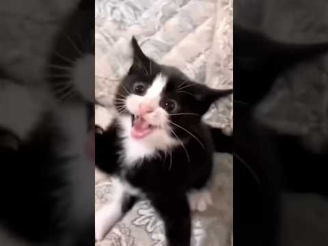 An angry but cute kitten #cat #cats #pets #funny #reels #catvideos #animals #kitten #funnycats