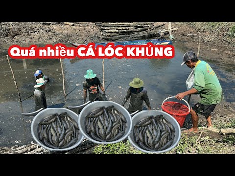 Kết Quả Khủng Hoảng Ao Cá Bông Lúa Đồng Tháp • Quá Nhiều Cá Lóc Khủng