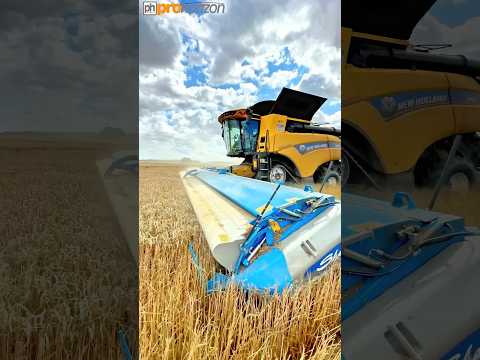 WHEAT HARVEST STRIPPING WHEAT THATS DIFFERENT! #farmingvideos