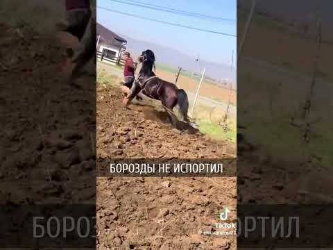 Молдавский крестьянин заснял спидран по вспашке огорода.