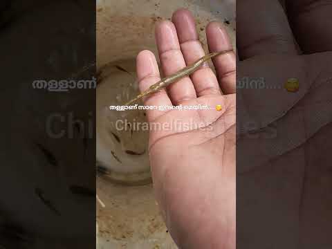 പുഴയിൽ നിന്നും alligator gar നെ പിടിച്ചു 🐊 തള്ളാണ് സാറേ ഇവന്റെ മെയിൻ 😁