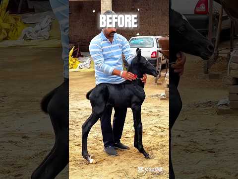 Before & After Animals Growing Up. Amazing Animal Transformation 💥#animals #animaltransformation