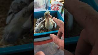 copito y moteado dos palomos que habían tirado a la basura