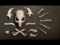 Owl Pellet Dissection Insights
