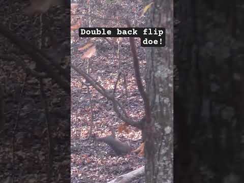 DEER DOES A DOUBLE BACKFLIP! #pineylife