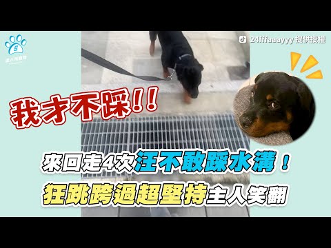 【來回走4次汪不敢踩水溝！ 狂跳跨過超堅持主人笑翻】｜TikTok / 24fffaaayyy｜IG / cookie.and.oreo.life