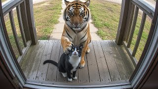 Cuando Los Animales Piden Ayuda A Las Personas