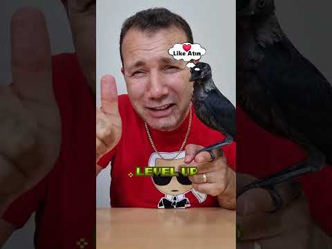 insan Öpen Karga 😍
