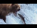 Salmon and Bears: A Natural Struggle