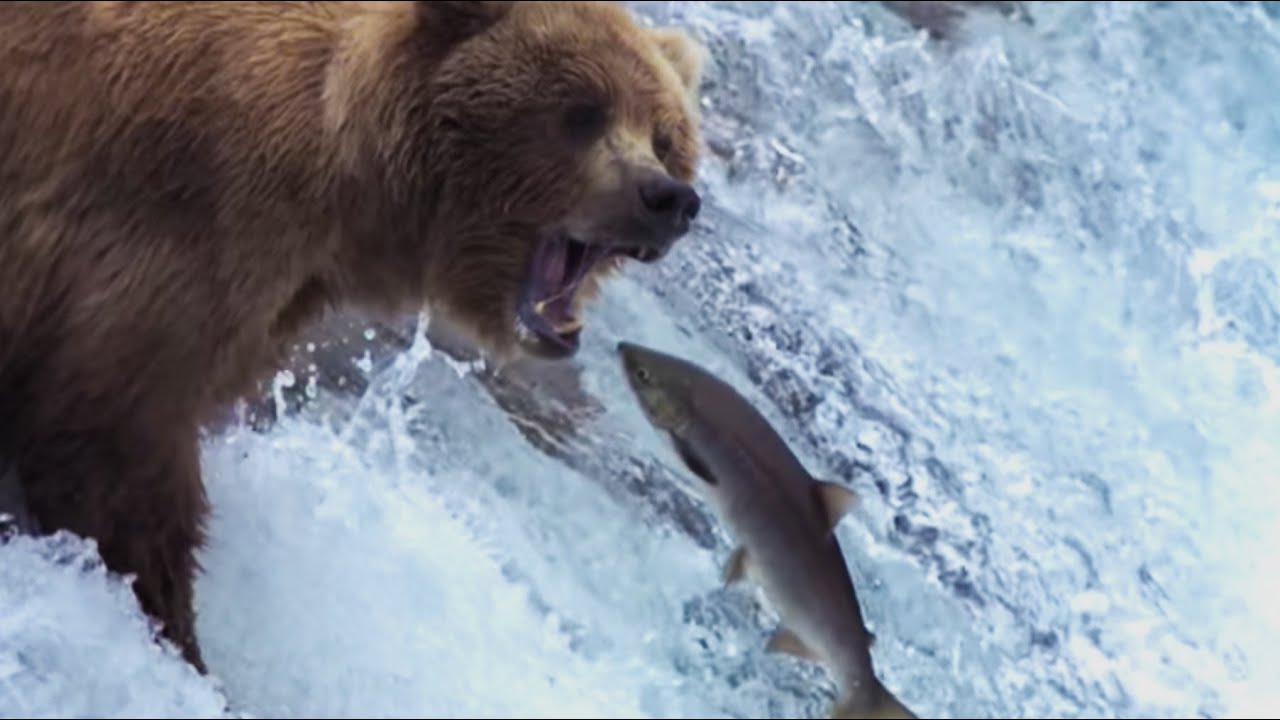 Grizzly Bears Catching Salmon Nature's Great Events BBC