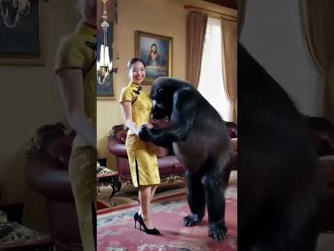After returning home after a tiring day, I suddenly had the idea of dancing with the orangutans.