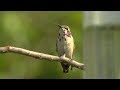 Bird Conservation and Habitat Significance