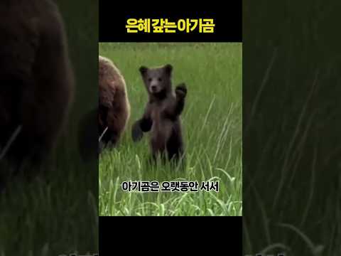 아기곰의 마지막 인사
