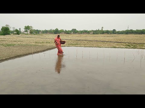 देखिये हमारे गाँव में बेहन की खेती कैसे की जाती है || Paddy nursery village style