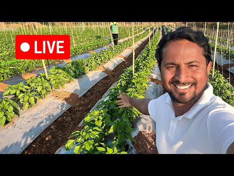 मेरा Capsicum और Grapes का खेत 🎥🔴Indian Farmer Live